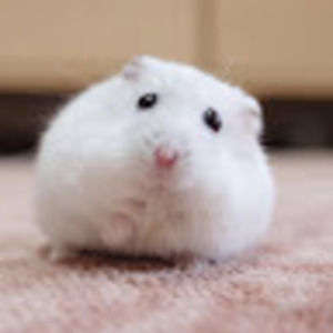 Meet your Posher, Jaymee